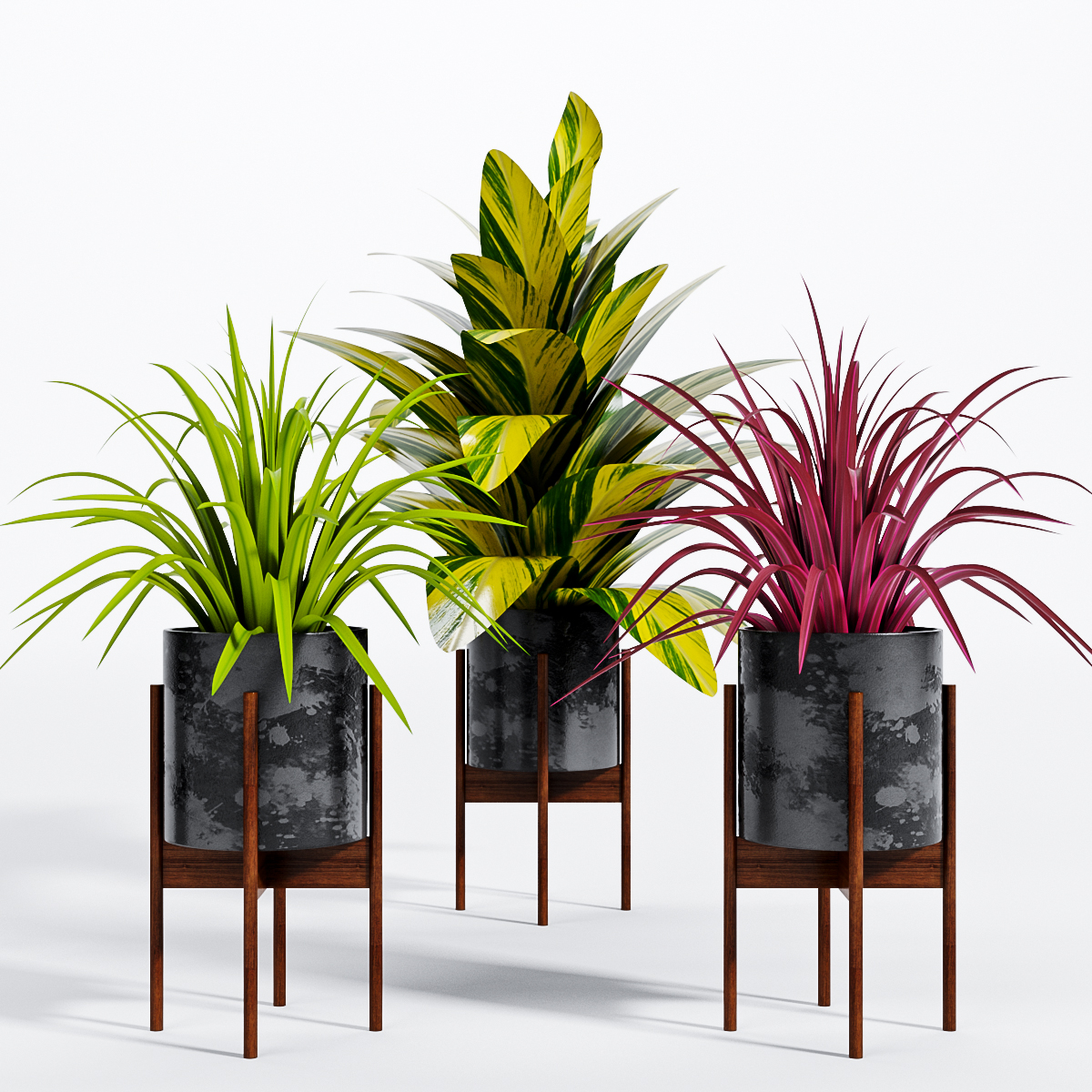 3D модель Комнатное растение