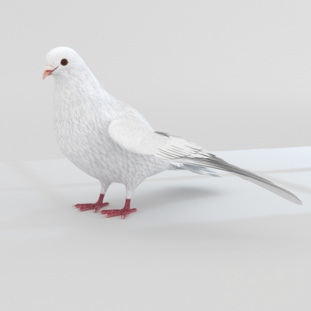 3D модель bird Pigeon