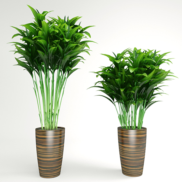 3D модель Комнатное растение