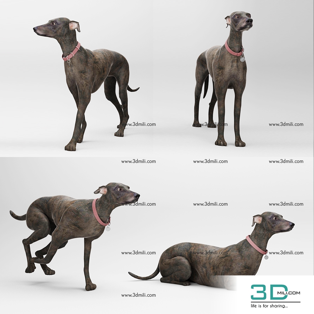 3D модель dog_012