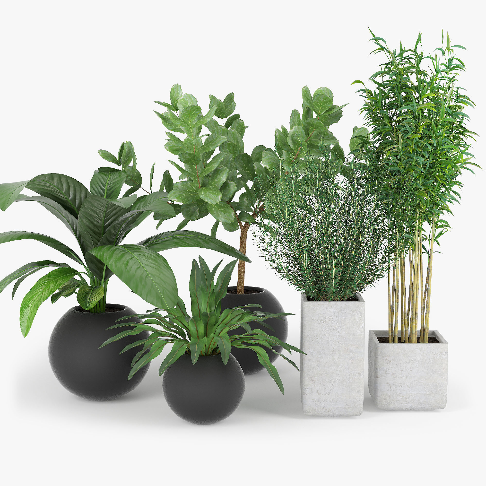 3D модель Растение